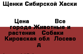 Щенки Сибирской Хаски › Цена ­ 20 000 - Все города Животные и растения » Собаки   . Кировская обл.,Лосево д.